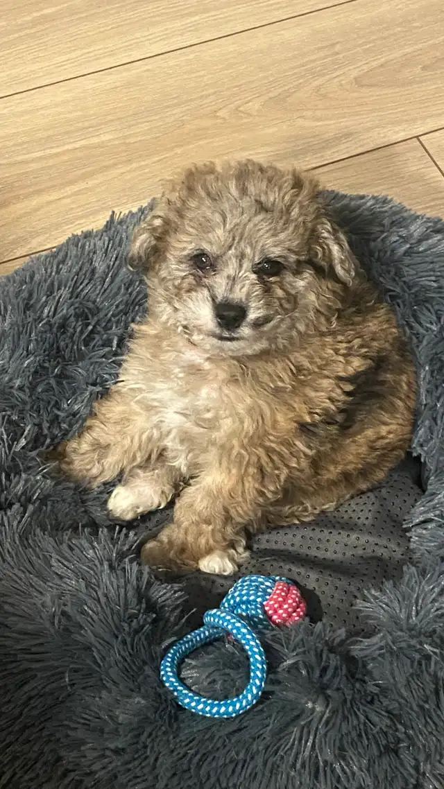 chiot golden doodle (petit Tiny) 3 mois