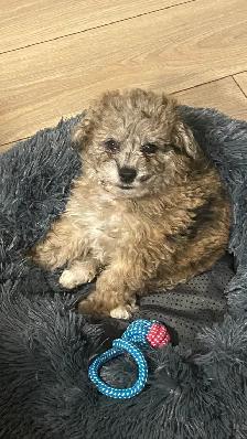 chiot golden doodle (petit Tiny) 3 mois