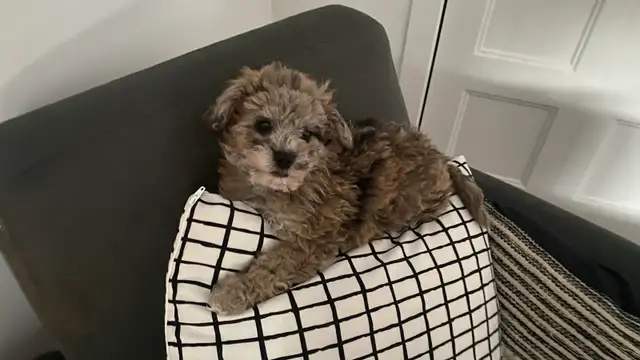 chiot golden doodle (petit Tiny) 3 mois - Photo 2