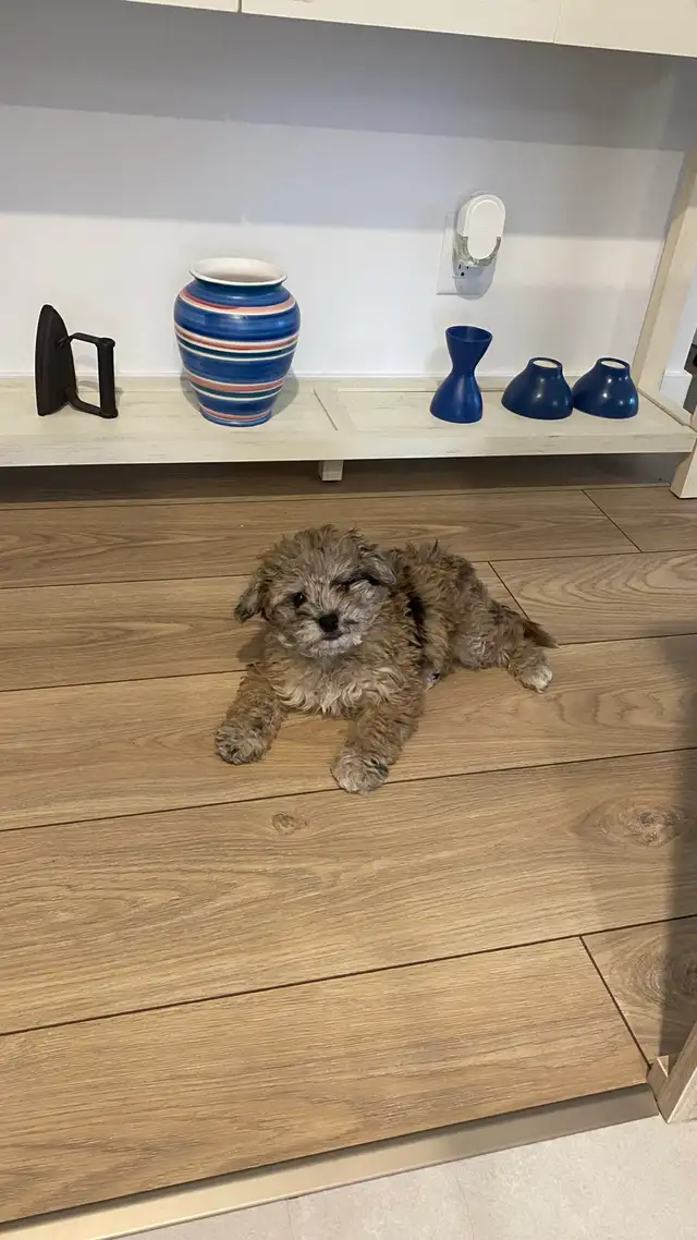 chiot golden doodle (petit Tiny) 3 mois - Photo 3