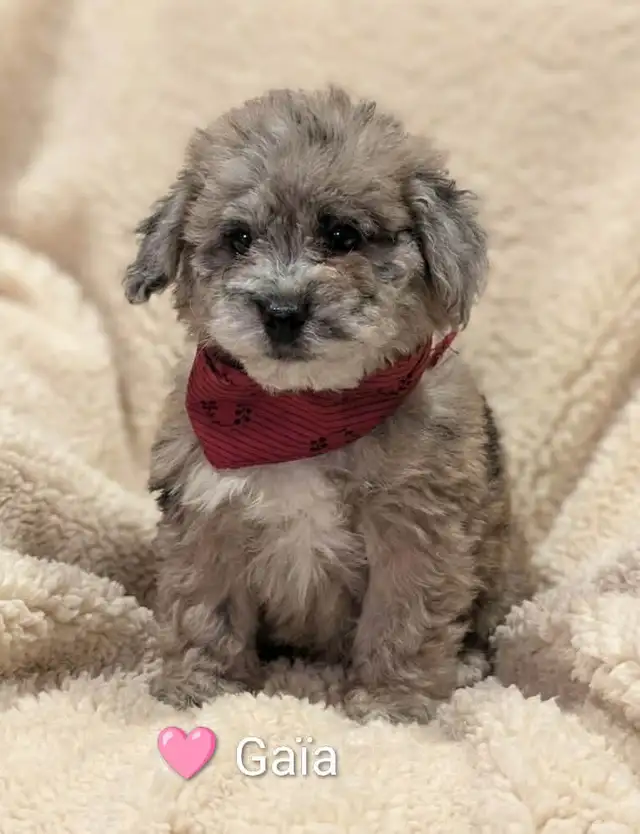 chiot golden doodle (petit Tiny) 3 mois - Photo 4