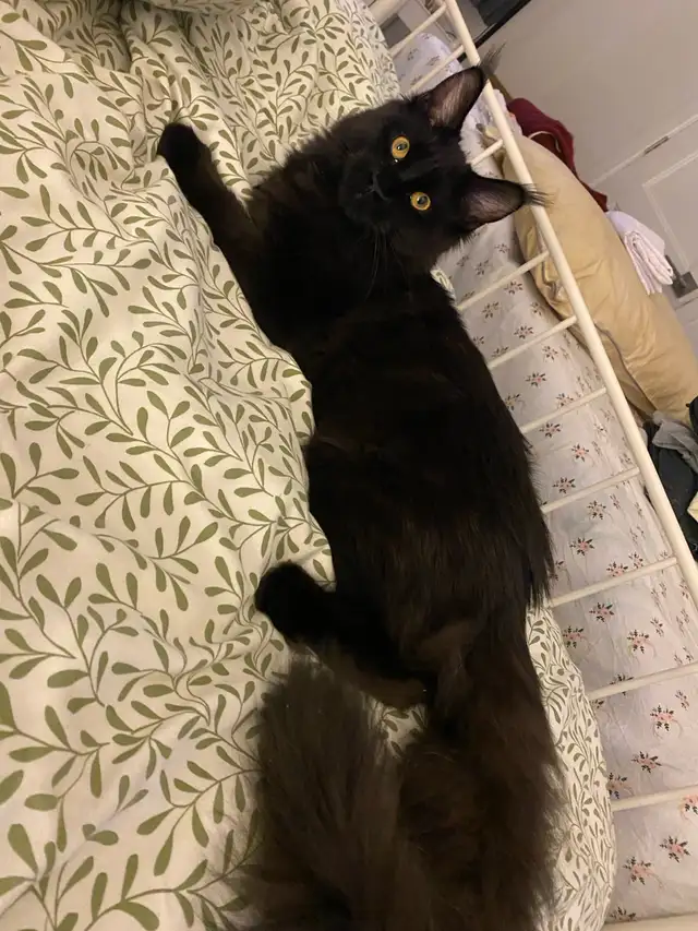 Chatton femelle Mainecoon 6 mois