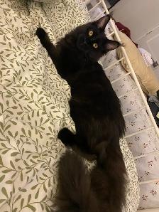 Chatton femelle Mainecoon 6 mois