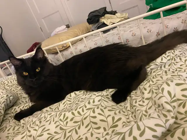 Chatton femelle Mainecoon 6 mois - Photo 2