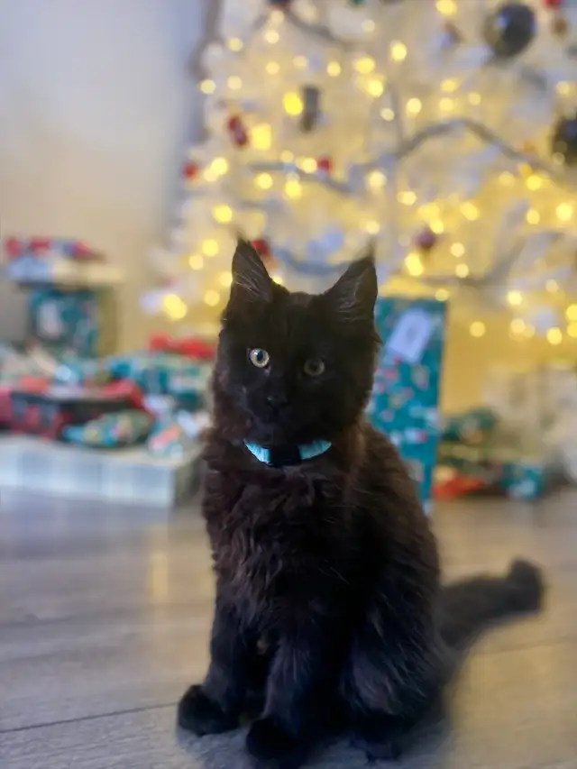 Chatton femelle Mainecoon 6 mois - Photo 3