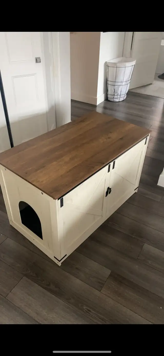 Chatton femelle Mainecoon 6 mois - Photo 4