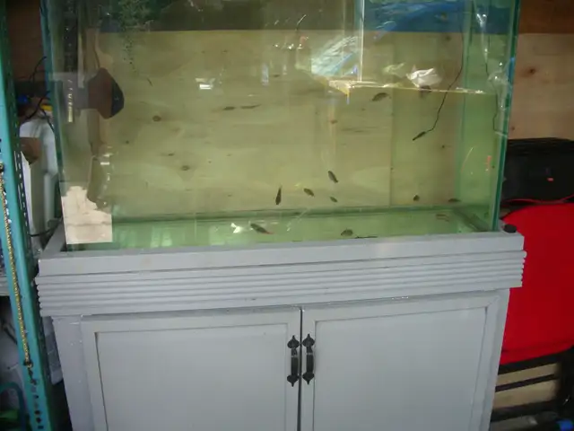 MOVING SALE 50 GALLON FRESH WATER SET UP RUNNING $200 - Photo 2