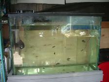 MOVING SALE 50 GALLON FRESH WATER SET UP RUNNING $200