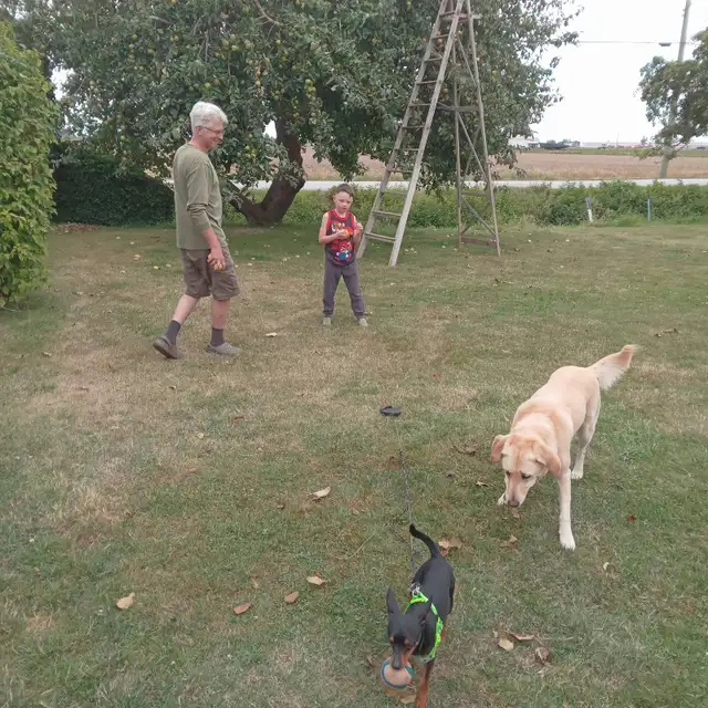 Anyone seen this Miniature Pinscher? - Photo 2