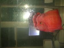 MOVING SALE BEAUTIFUL SUPER RED MONKEY AND 30 GALLON TANK $500