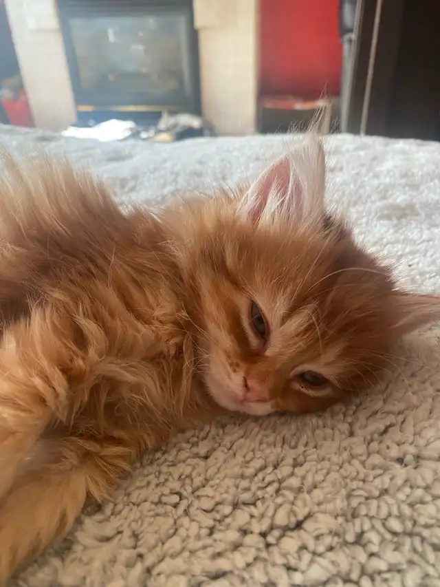 Orange Kitten - Photo 2