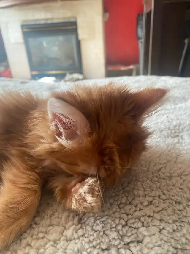 Orange Kitten - Photo 3