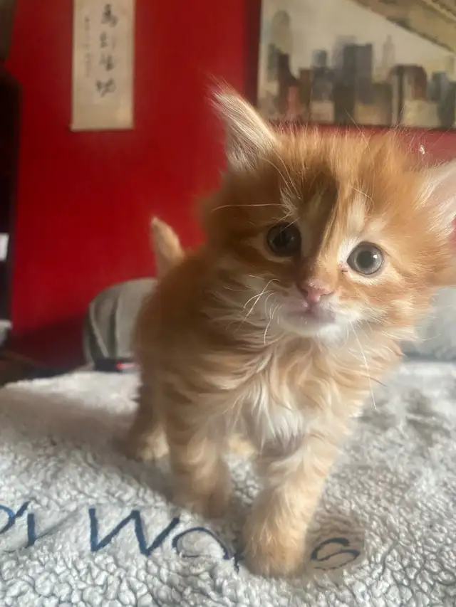 Orange Kitten - Photo 4