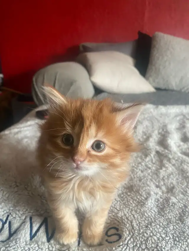 Orange Kitten - Photo 5