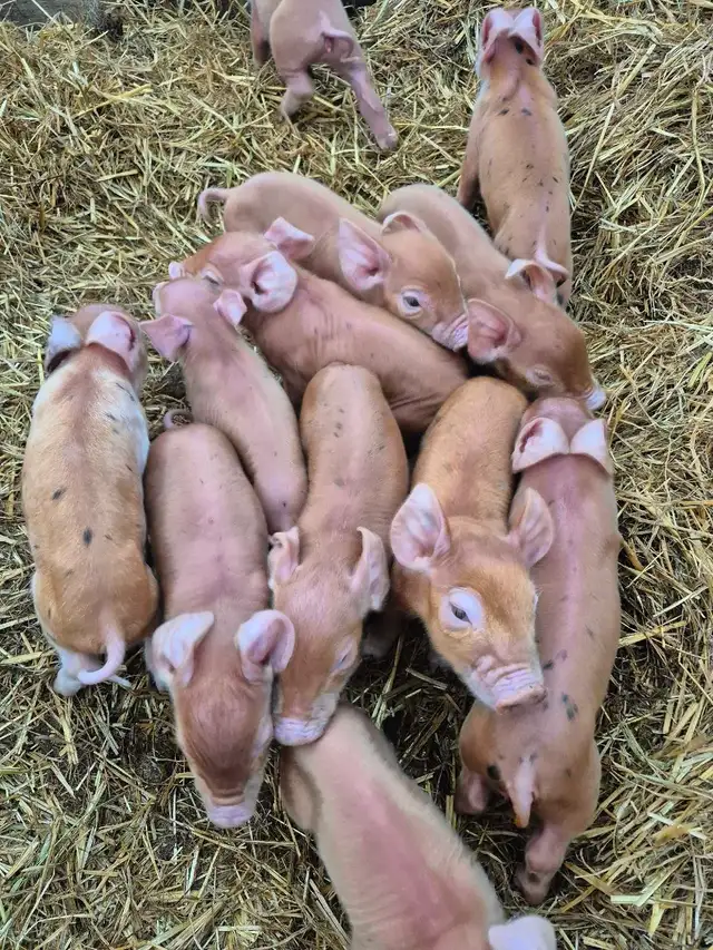 weaner pigs