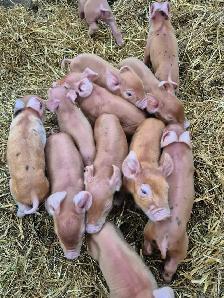 weaner pigs