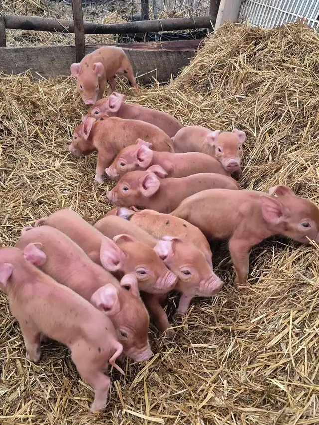 weaner pigs - Photo 2