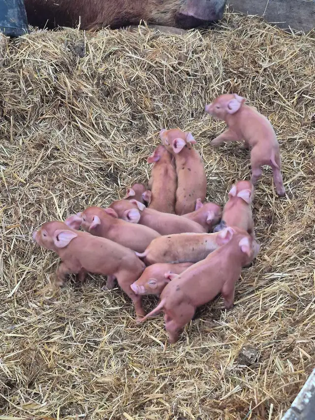 weaner pigs - Photo 3