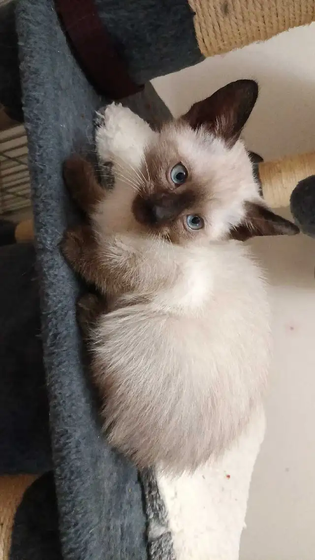 PUREBRED 3RD GENERATION SIAMESE - Photo 3