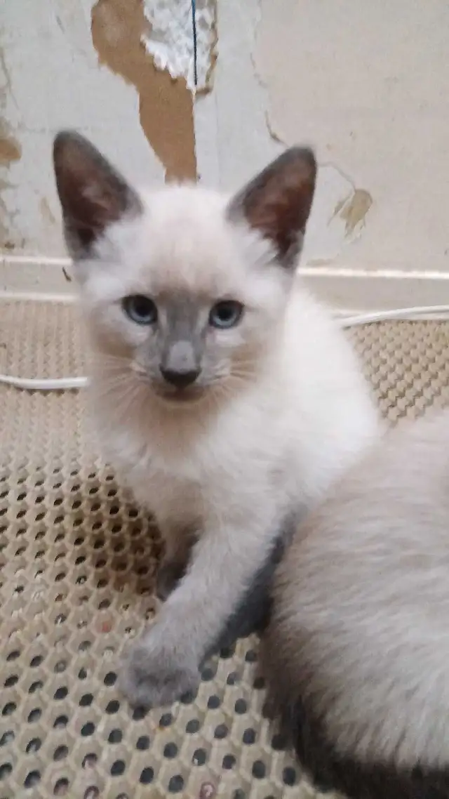 PUREBRED 3RD GENERATION SIAMESE - Photo 4