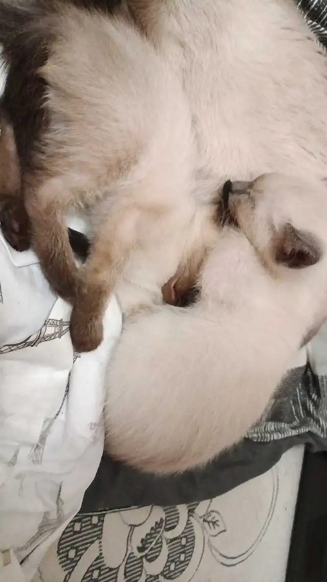 PUREBRED 3RD GENERATION SIAMESE - Photo 6