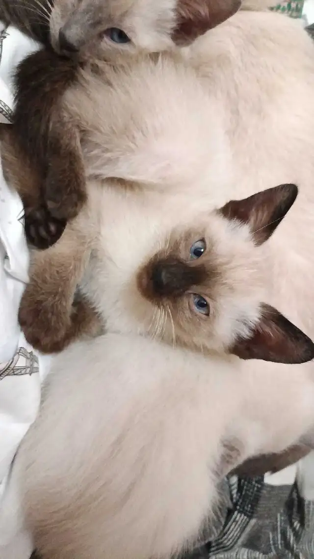PUREBRED 3RD GENERATION SIAMESE - Photo 7