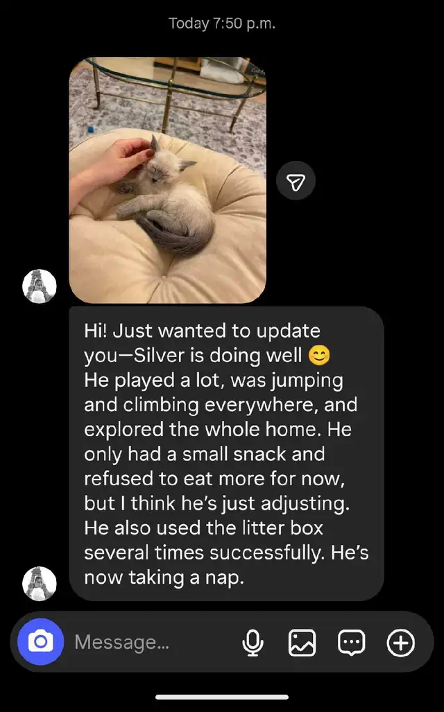 PUREBRED 3RD GENERATION SIAMESE - Photo 8