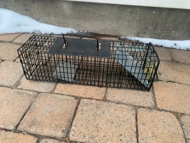 Small Animal Trap
