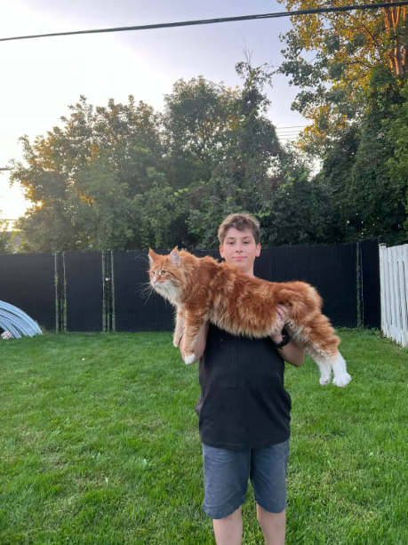 Meet Your Future Gentle Giant – Purebred Maine Coon Kittens - Photo 4