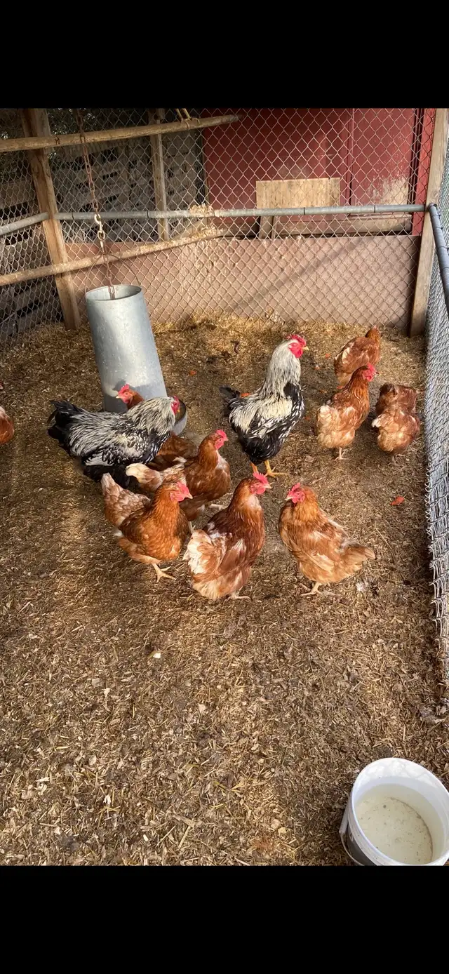 Laying Hens - Photo 2