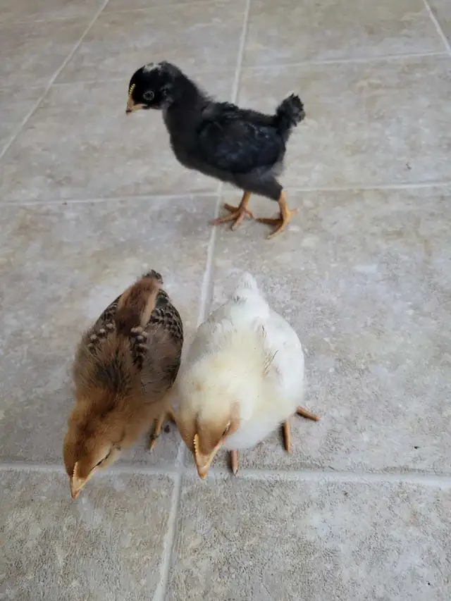 Mixed Chicks