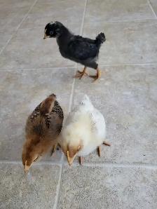 Mixed Chicks