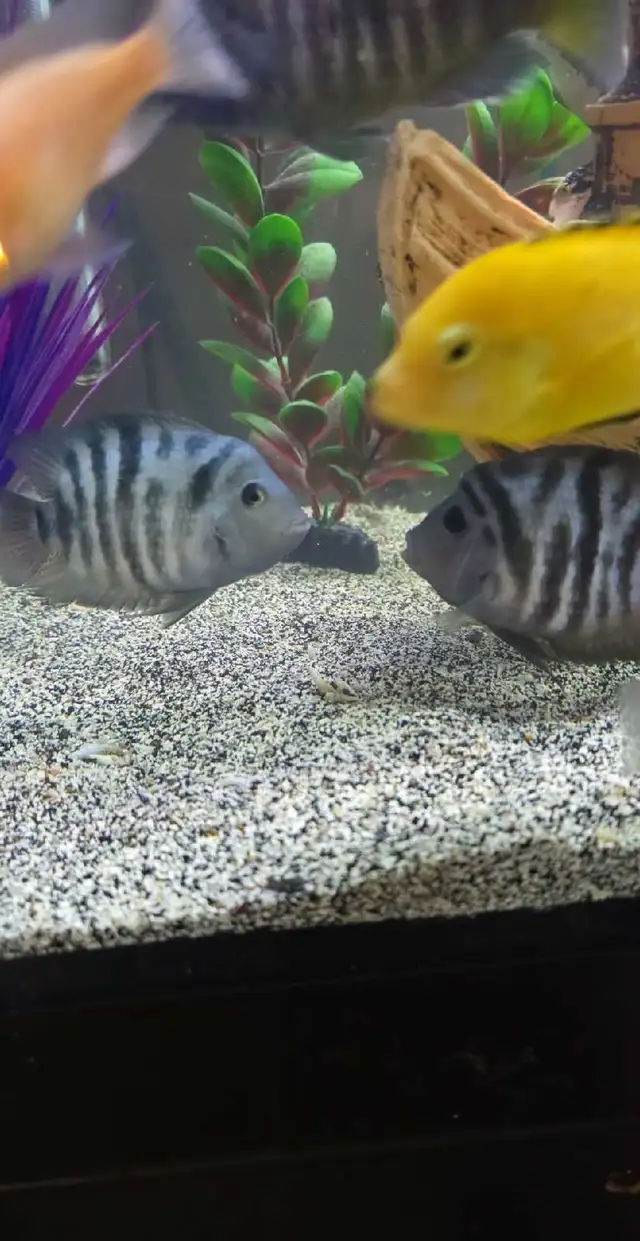 Poissons  Cicliders  plusieurs  sortes