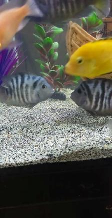 Poissons  Cicliders  plusieurs  sortes