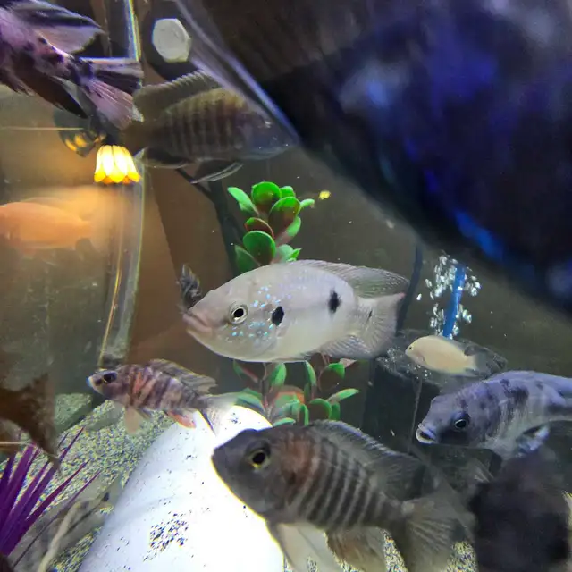 Poissons  Cicliders  plusieurs  sortes - Photo 2