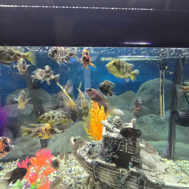 Poissons  Cicliders  plusieurs  sortes - Photo 3