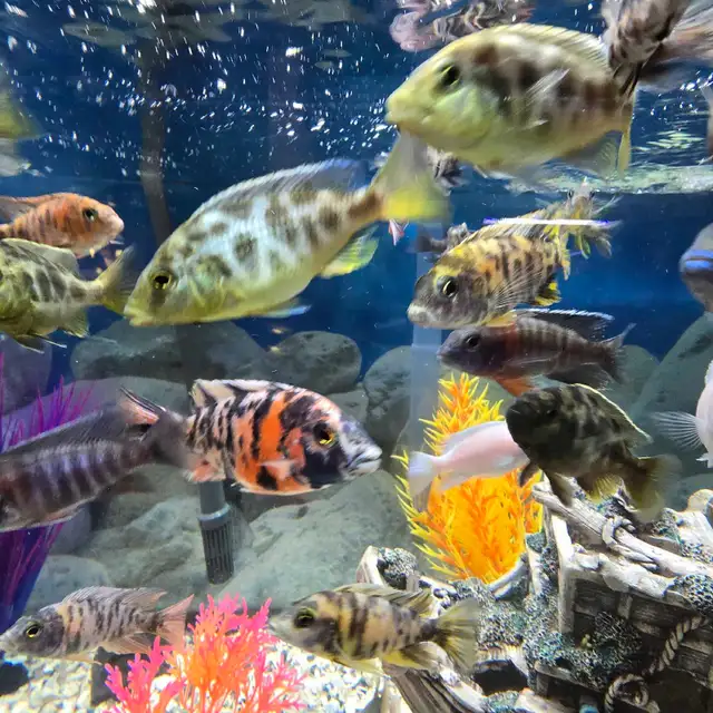 Poissons  Cicliders  plusieurs  sortes - Photo 4