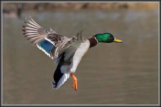 Non Restricted (PAL) – Joffre – April 25 - Photo 8