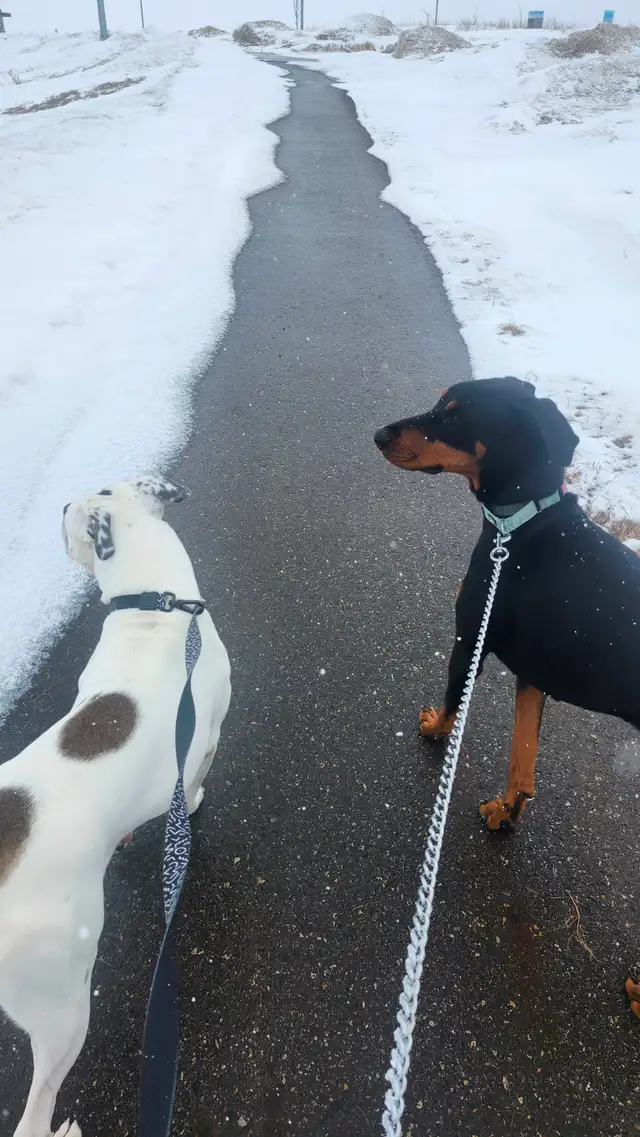 In-Home Care for your furry Family