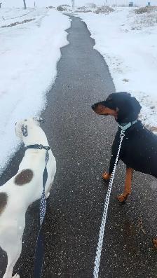 In-Home Care for your furry Family