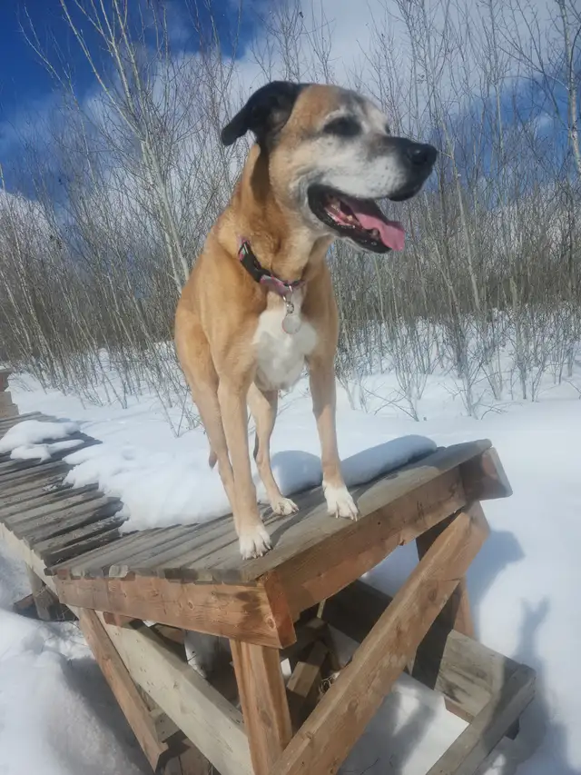 In-Home Care for your furry Family - Photo 3