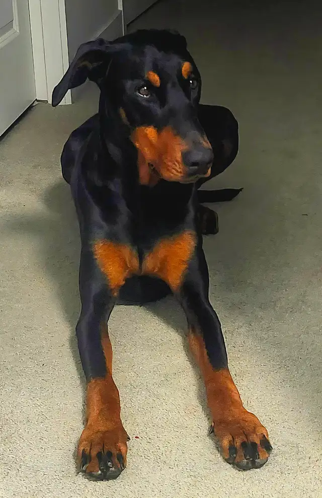 In-Home Care for your furry Family - Photo 4