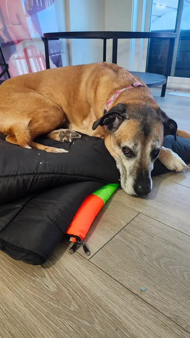 In-Home Care for your furry Family - Photo 5