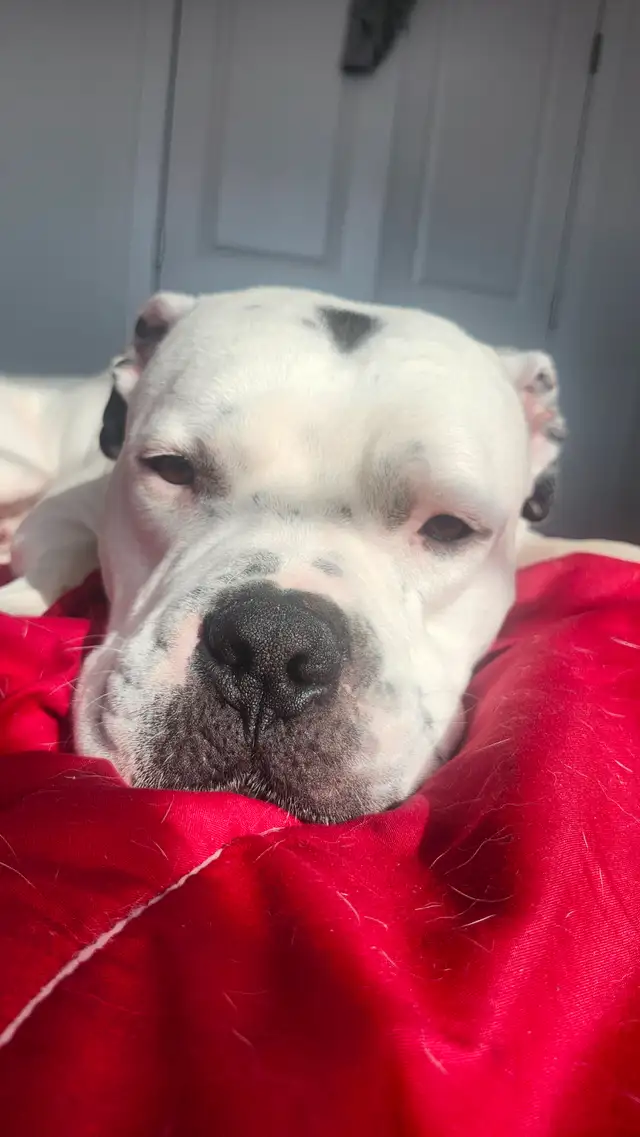 In-Home Care for your furry Family - Photo 6