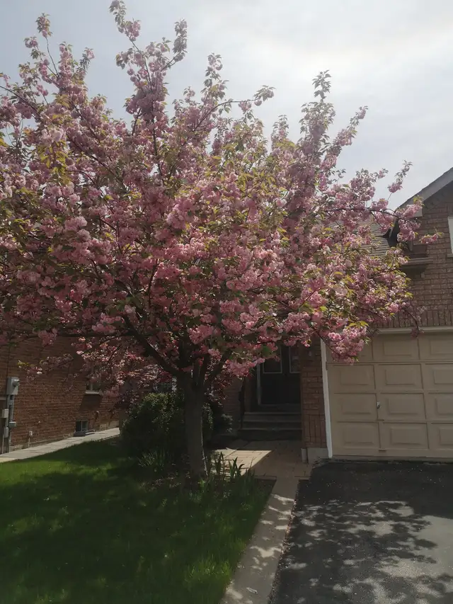 master bedroom for rent(male only) - Photo 10