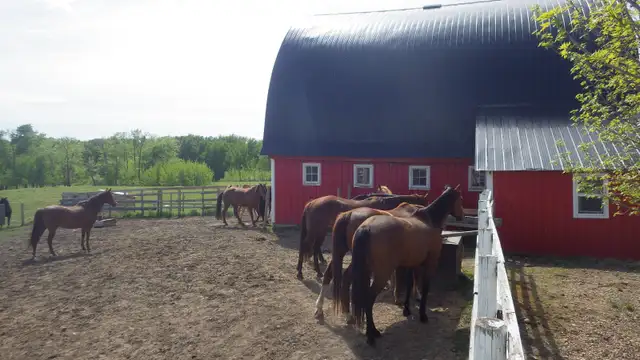 Horse Boarding Near Sylvan Lake | Where Horses Thrive & Rider