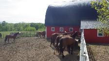 Horse Boarding Near Sylvan Lake | Where Horses Thrive & Rider