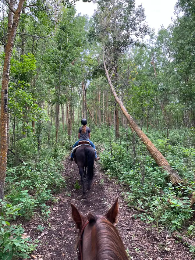 Horse Boarding Near Sylvan Lake | Where Horses Thrive & Rider - Photo 2