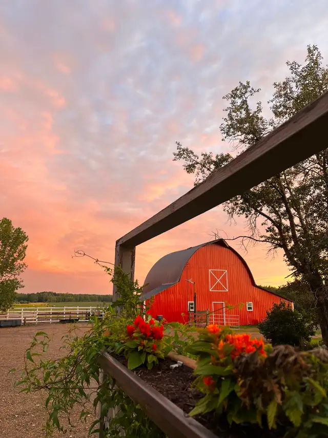 Horse Boarding Near Sylvan Lake | Where Horses Thrive & Rider - Photo 3