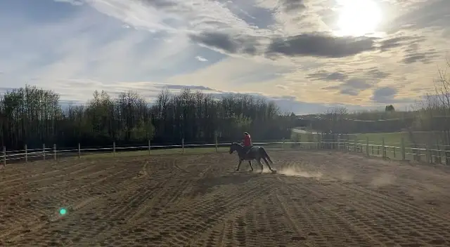Horse Boarding Near Sylvan Lake | Where Horses Thrive & Rider - Photo 5